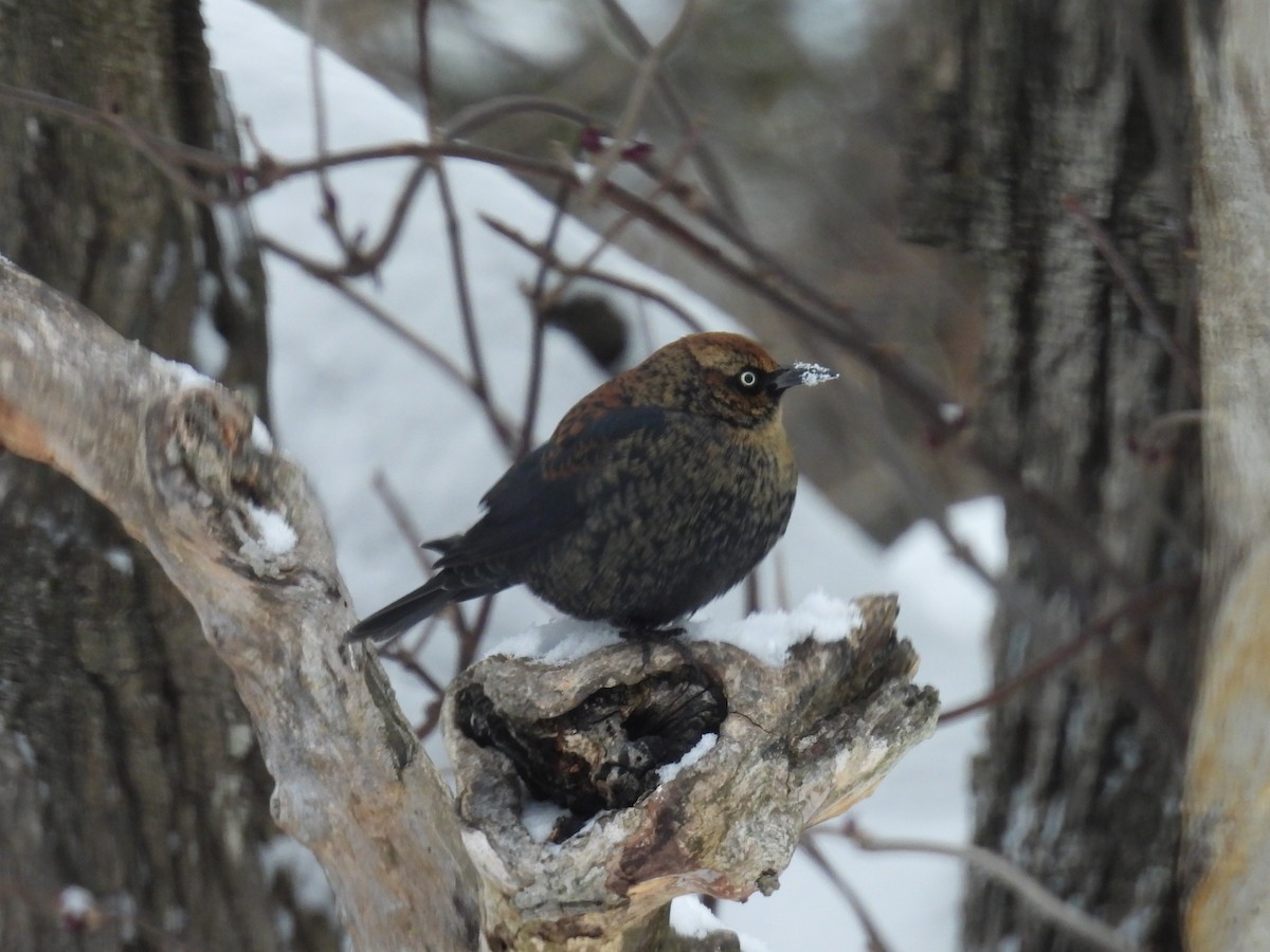 Rusty Blackbird - ML646660993