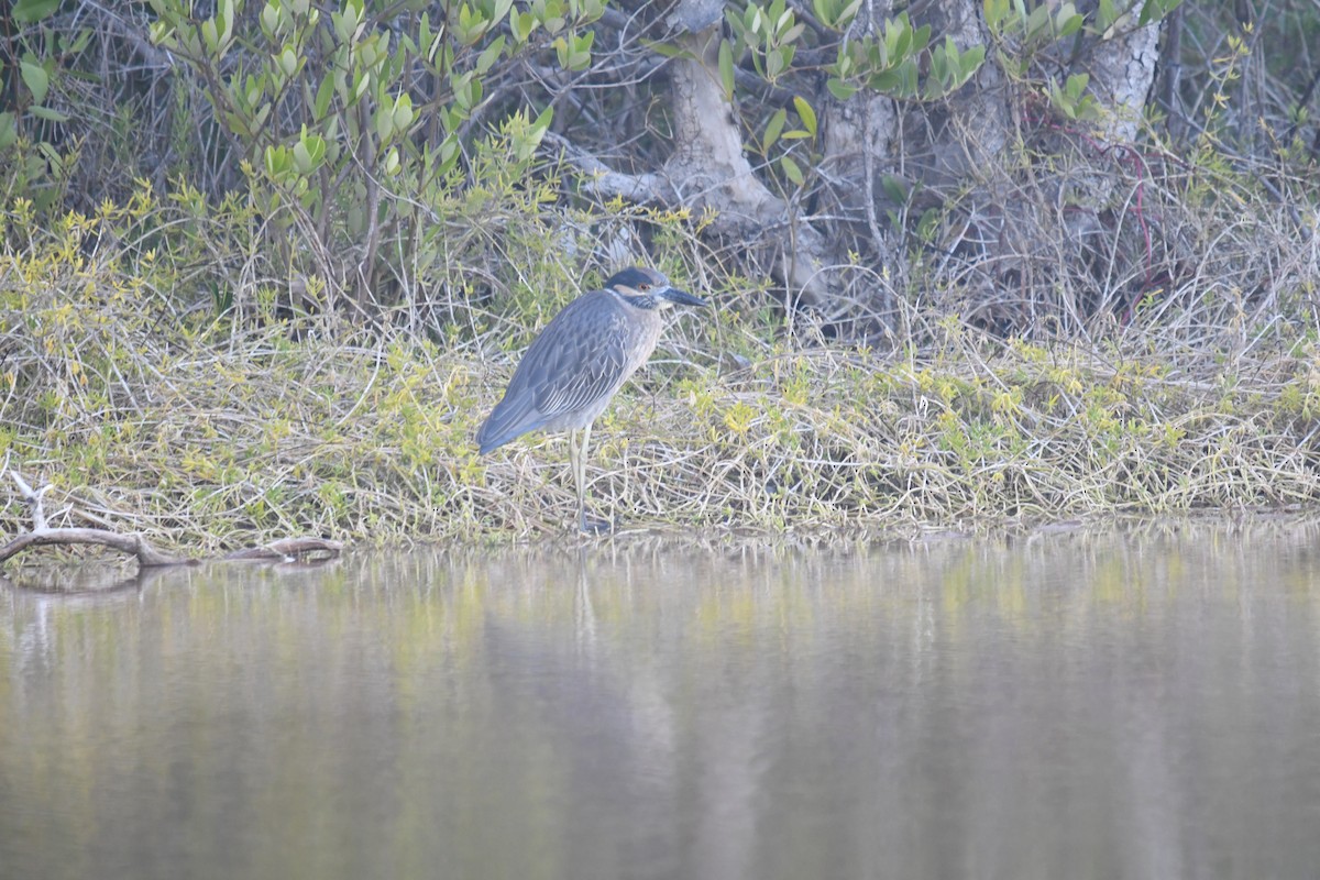 kvakoš žlutočelý - ML646660995