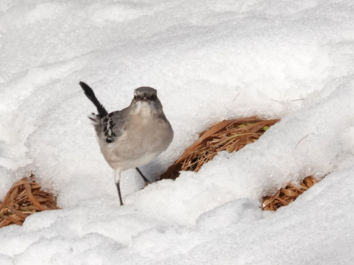 Gartenspottdrossel - ML646660996