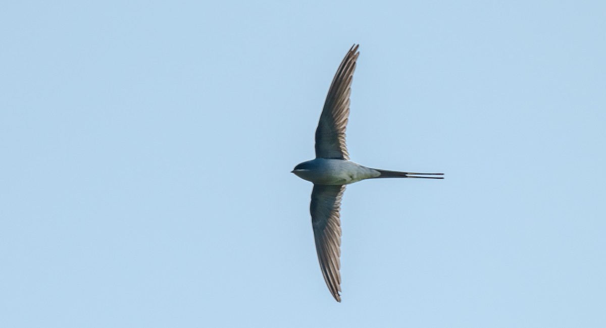 Hémiprocné couronné - ML646660998