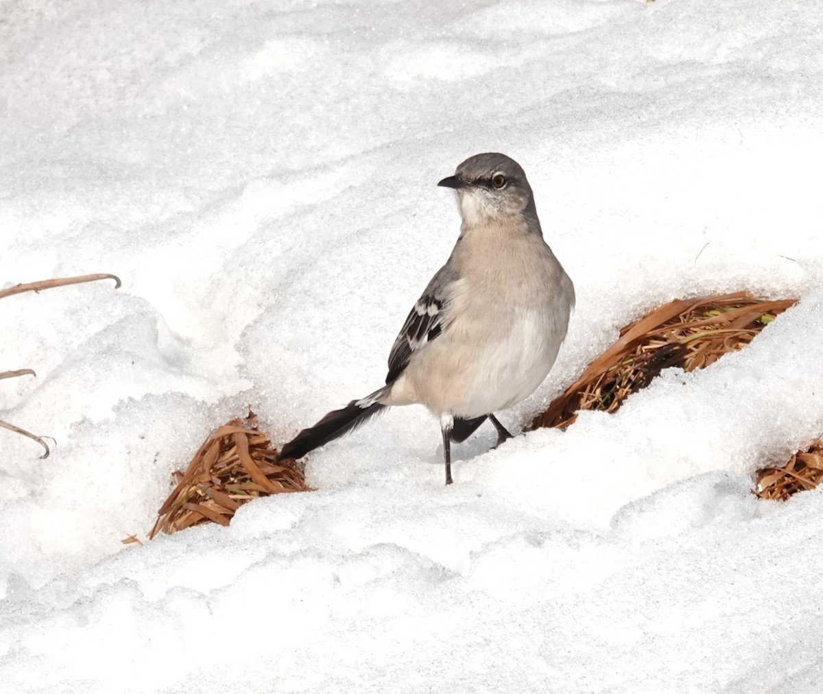 Northern Mockingbird - ML646661000