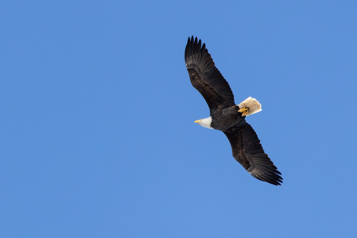 Ak Başlı Kartal - ML646661001