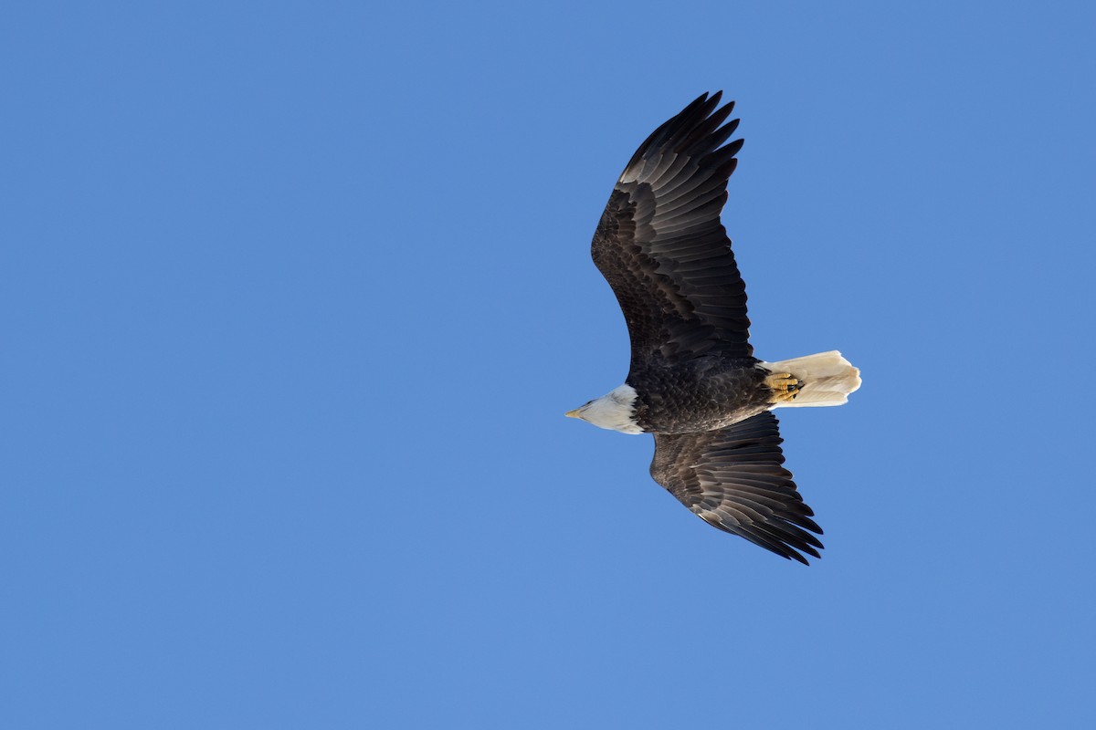 Ak Başlı Kartal - ML646661002