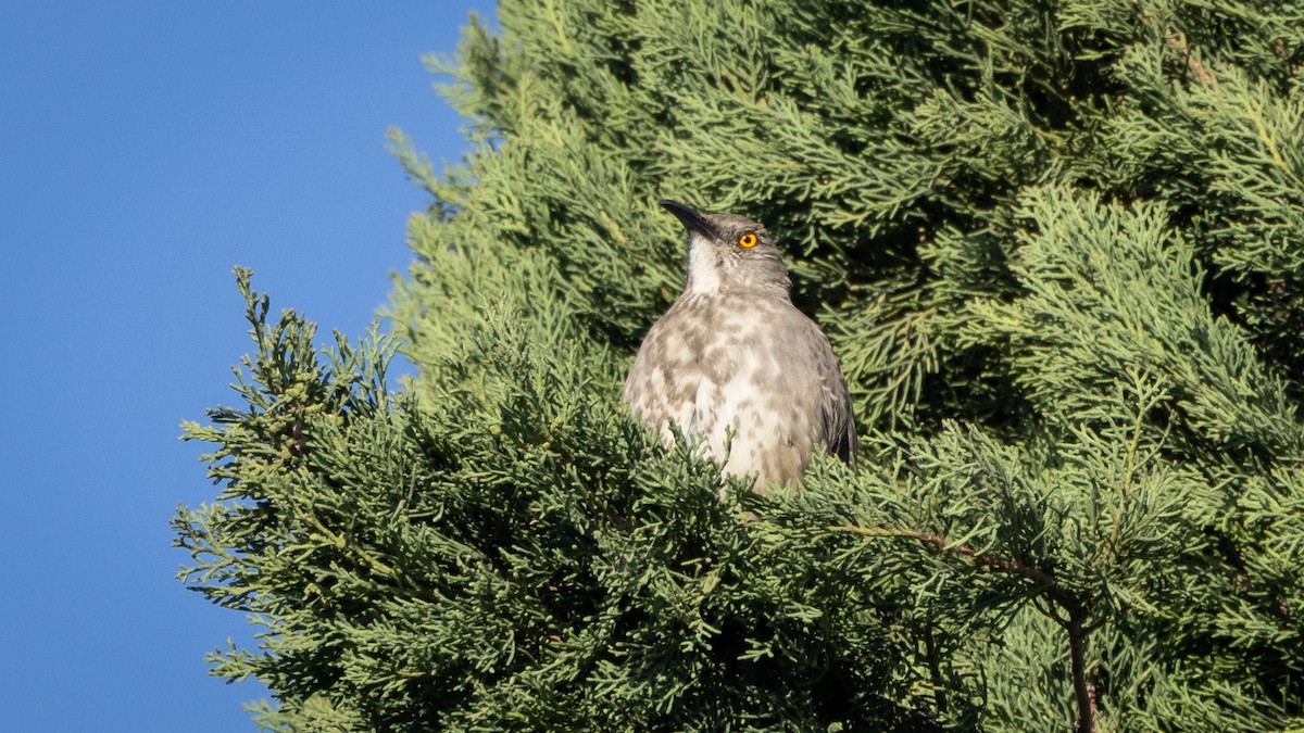 Curve-billed Thrasher (curvirostre Group) - ML646661003