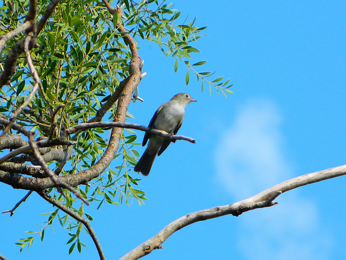 Small-billed Elaenia - ML646661004