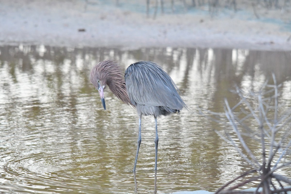 Reddish Egret - ML646661006