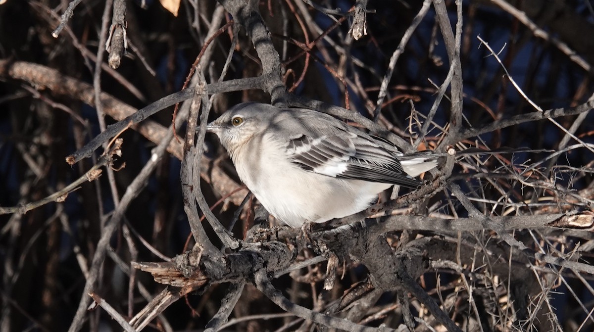 Northern Mockingbird - ML646661007