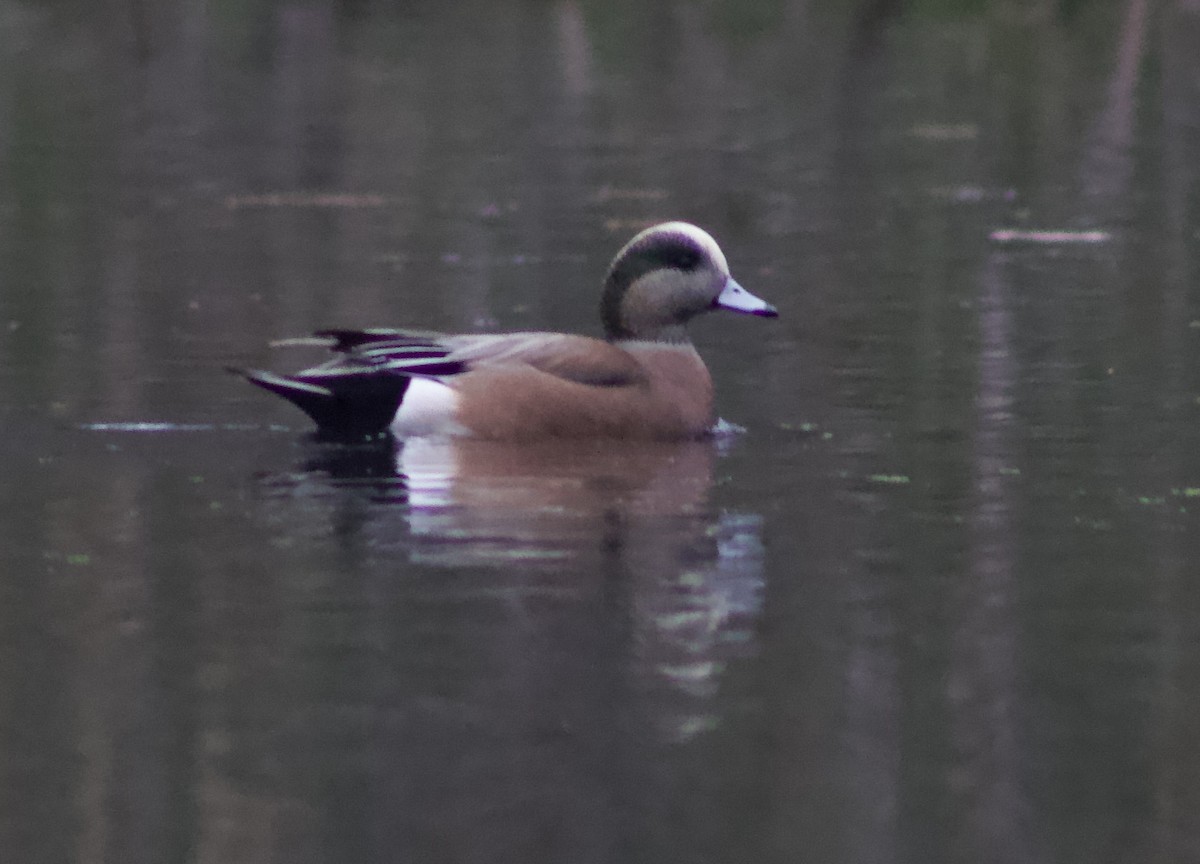 Свищ американський - ML646661008