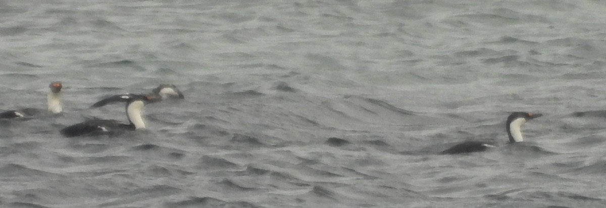 Imperial Cormorant - ML646661012