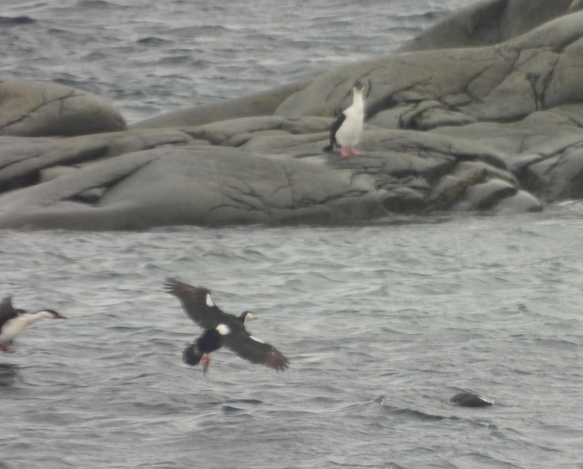 Imperial Cormorant - ML646661013