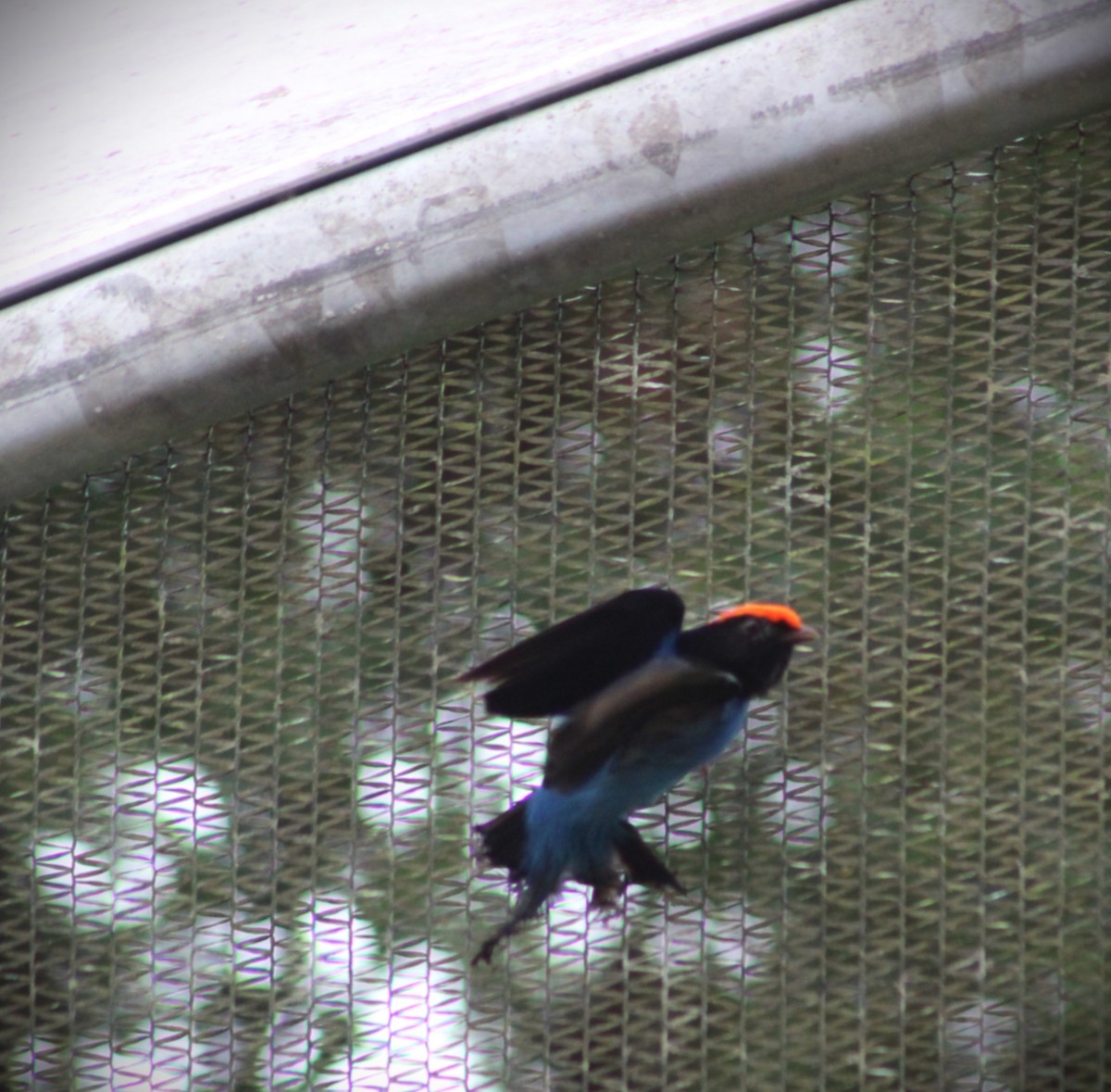 Swallow-tailed Manakin - ML646661020