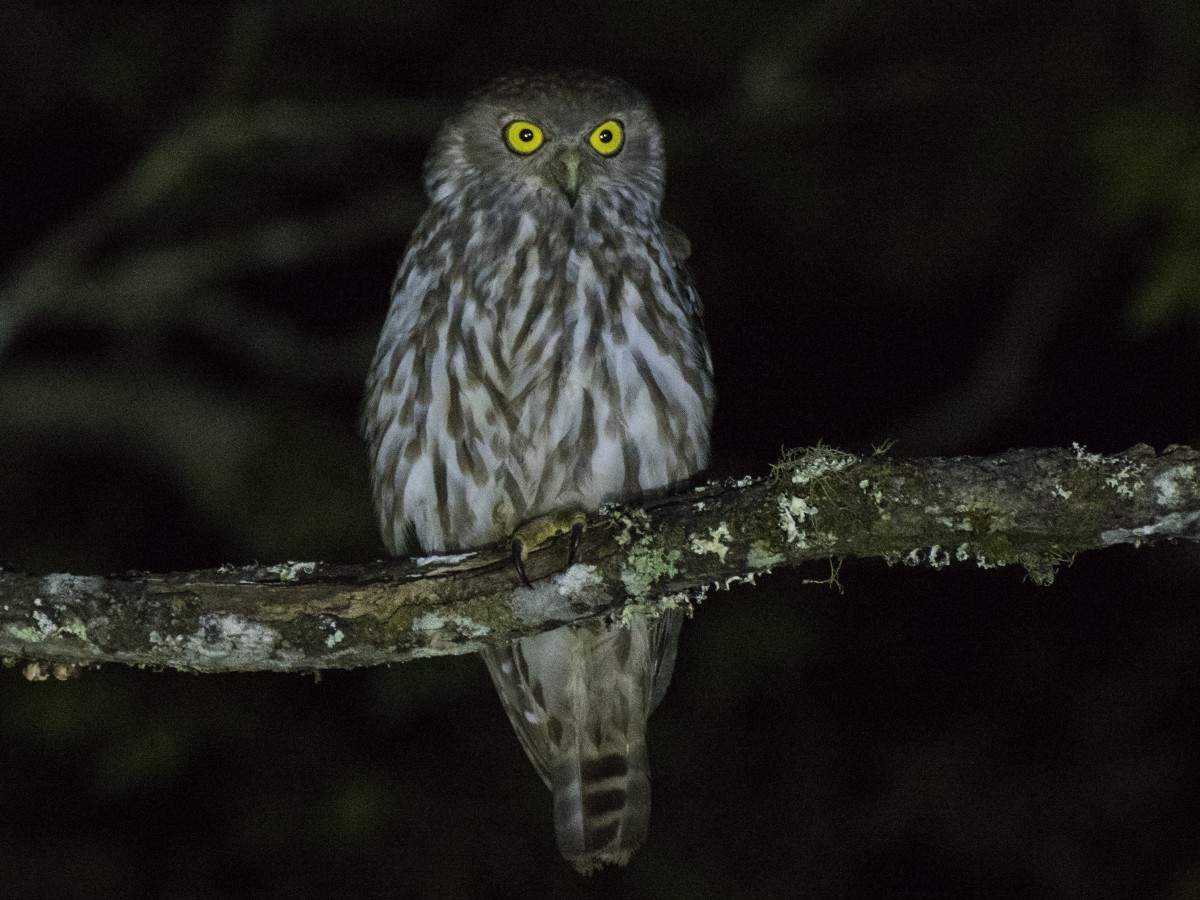 Barking Owl - ML646661021
