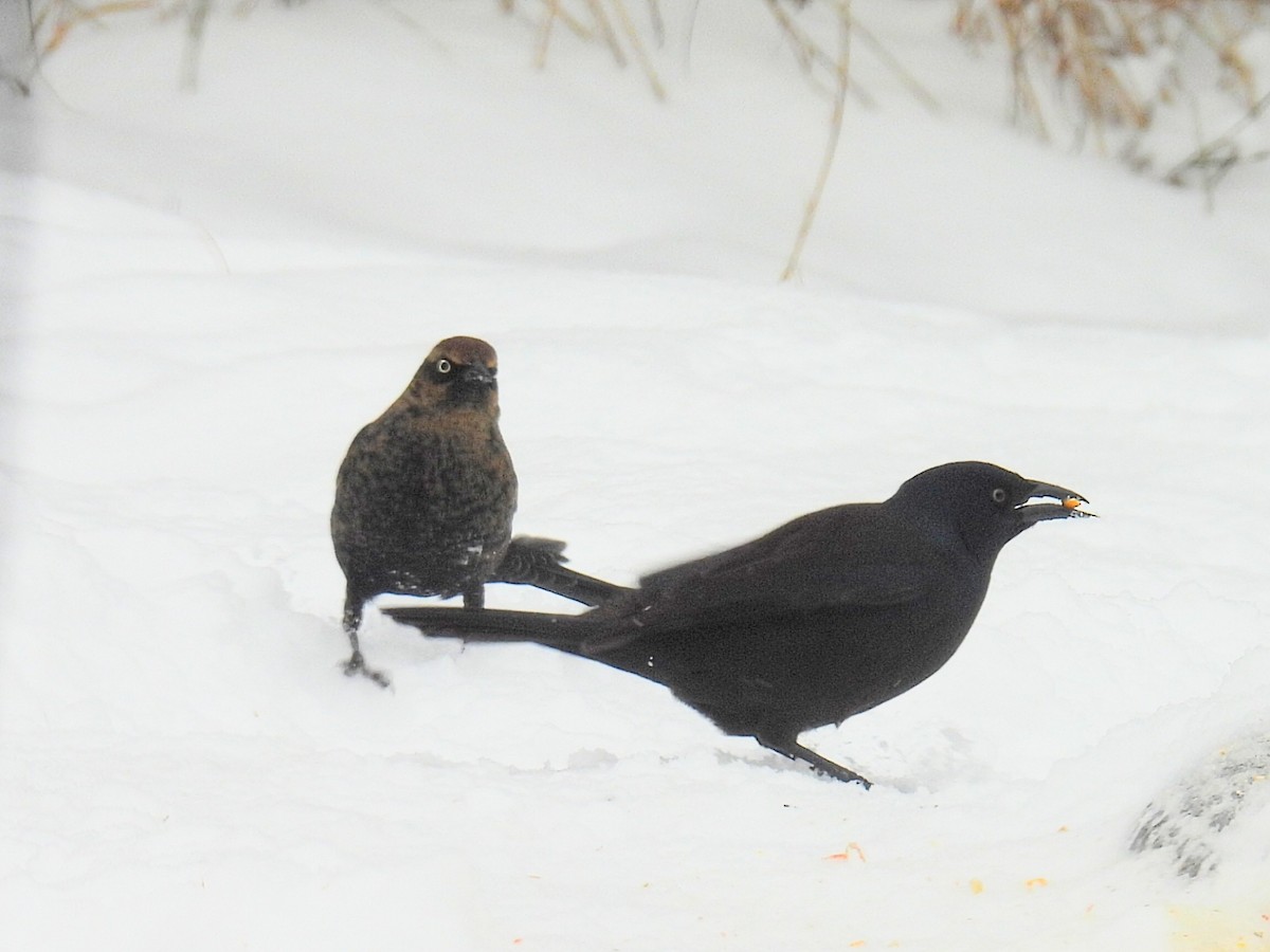 Common Grackle - ML646661022