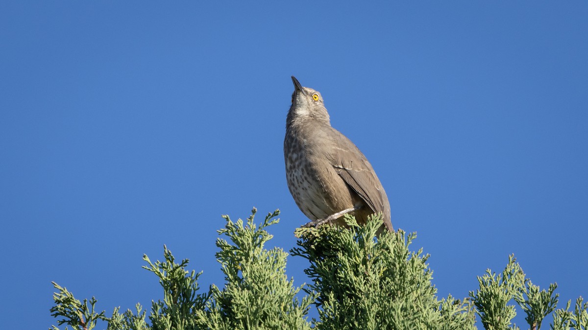 Curve-billed Thrasher (curvirostre Group) - ML646661024