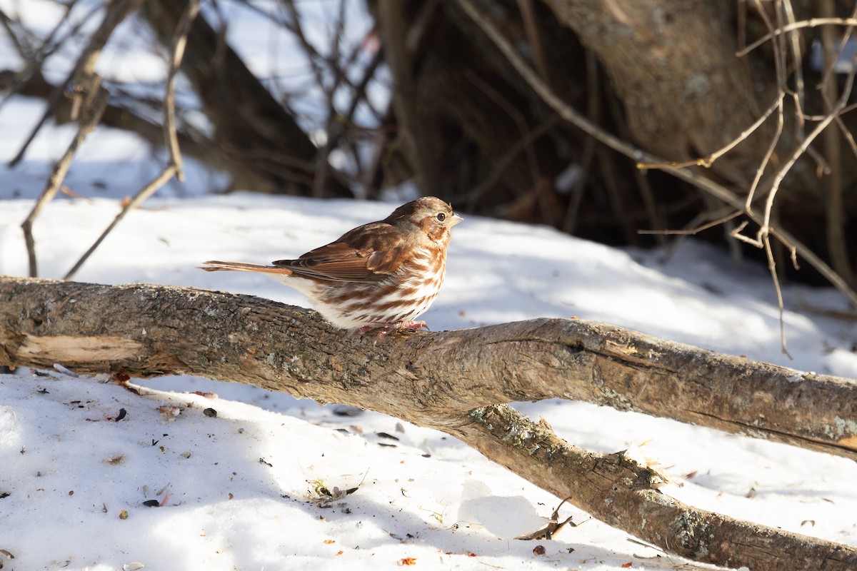 Tilki Renkli Serçe (iliaca/zaboria) - ML646661025