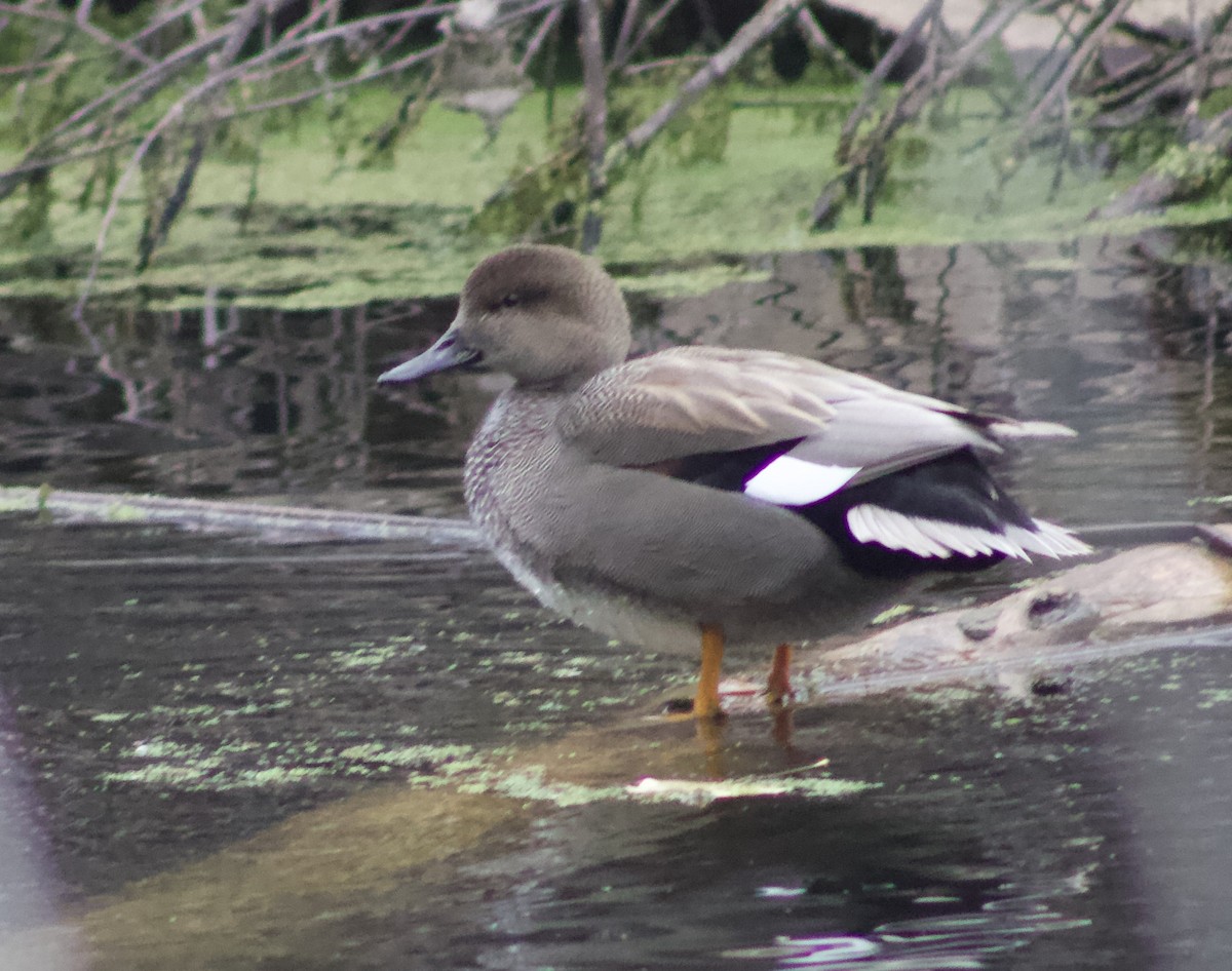 Gadwall - ML646661028
