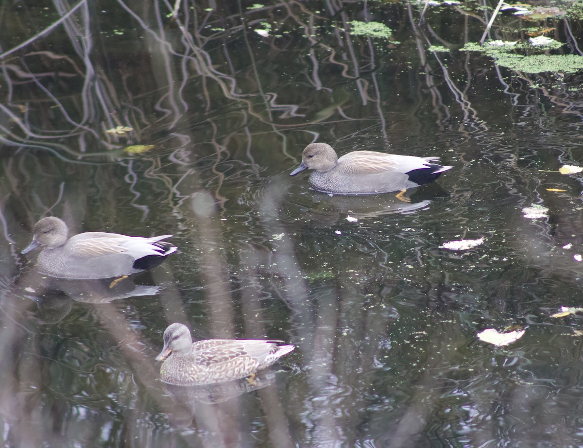 Gadwall - ML646661029