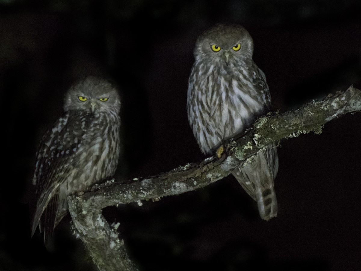Barking Owl - ML646661031