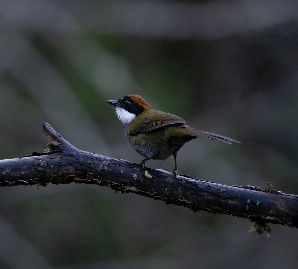 Chestnut-capped Brushfinch - ML646661034