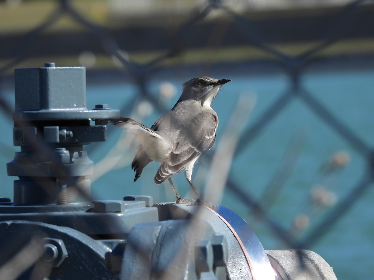 Northern Mockingbird - ML646661035