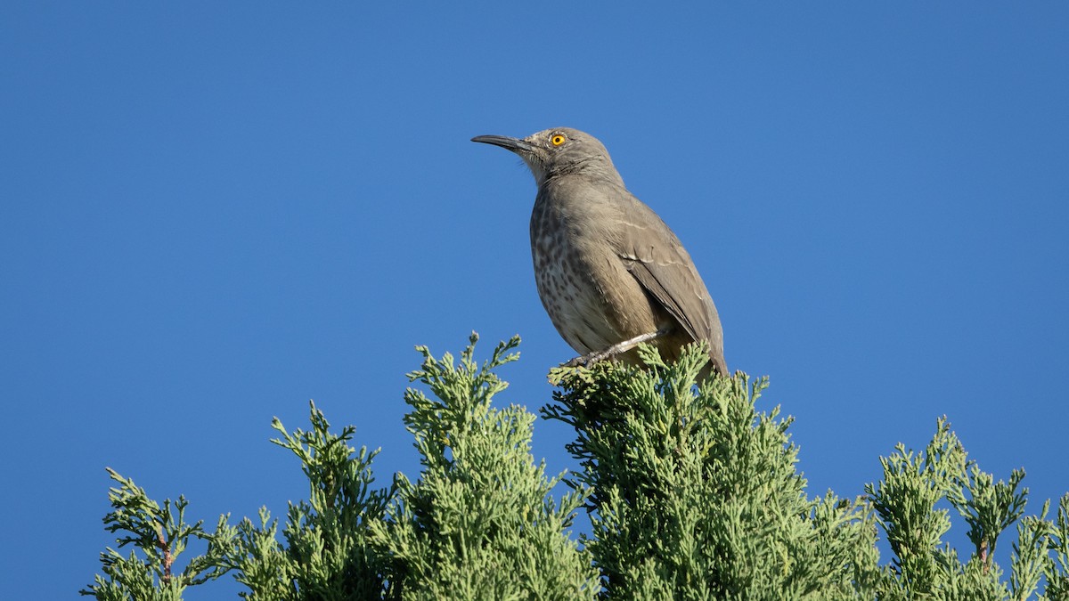 Curve-billed Thrasher (curvirostre Group) - ML646661036