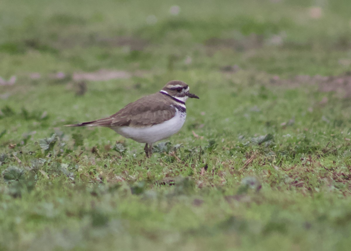 Killdeer - ML646661040