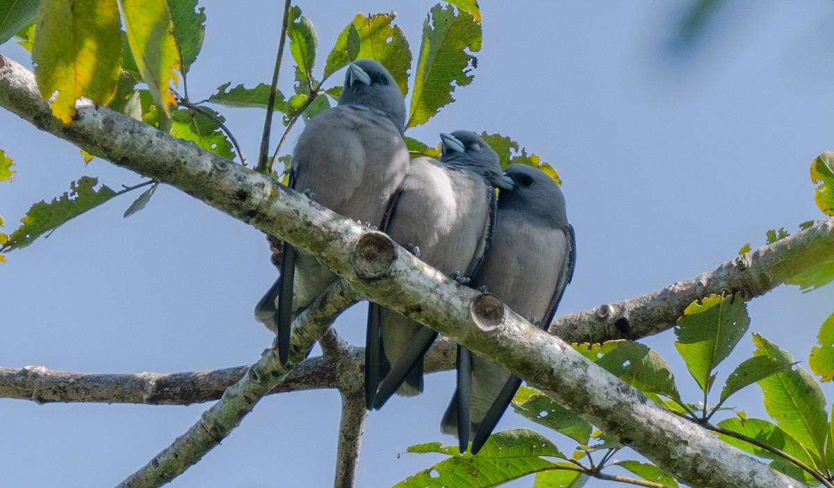 Langrayen brun - ML646661041