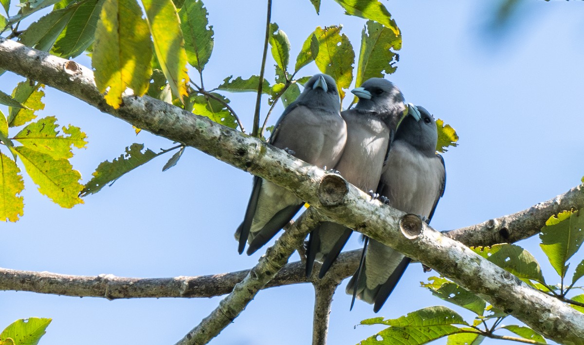 Langrayen brun - ML646661042