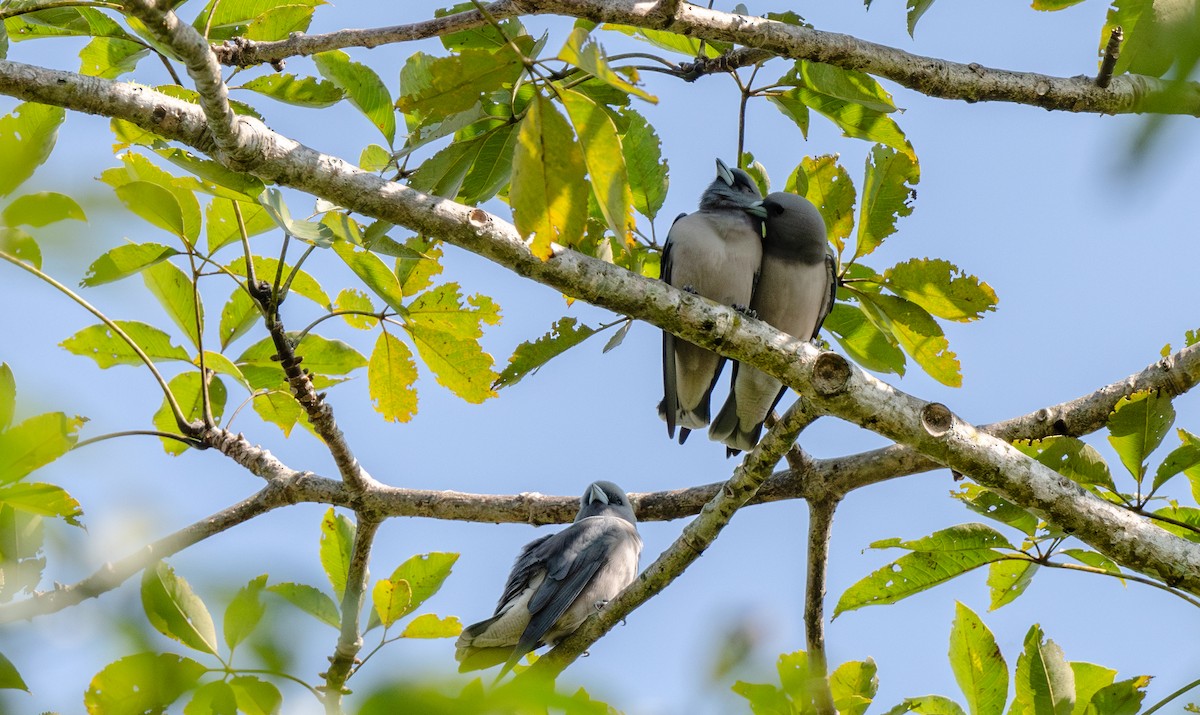 Langrayen brun - ML646661043