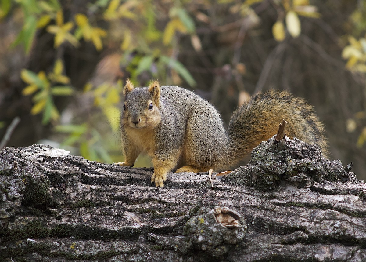 Western Fox Squirrel - ML646661048