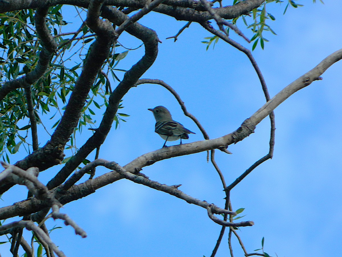 Small-billed Elaenia - ML646661049