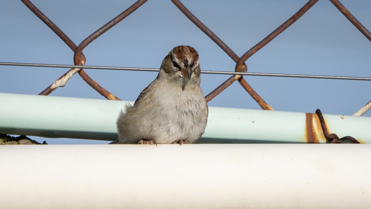 Chipping Sparrow - ML646661051