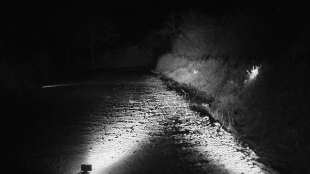 Scissor-tailed Nightjar - ML646661058