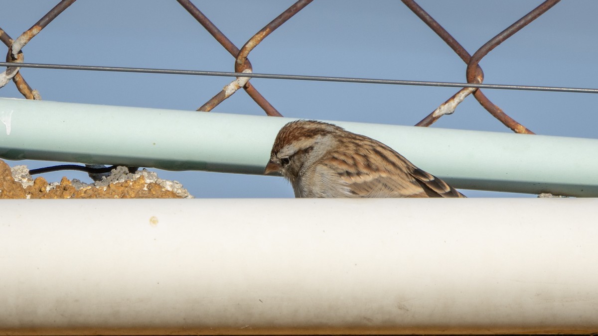 Chipping Sparrow - ML646661059