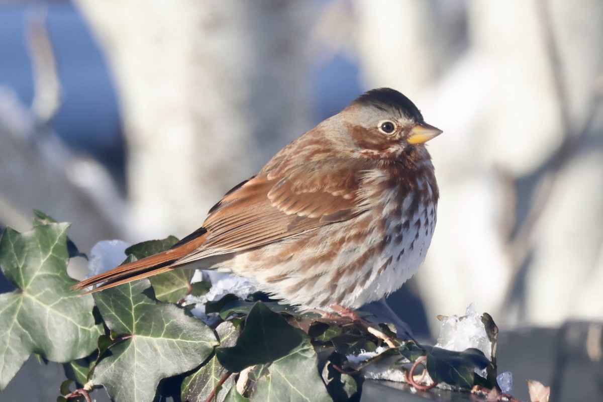 Fox Sparrow (Red) - ML646661064