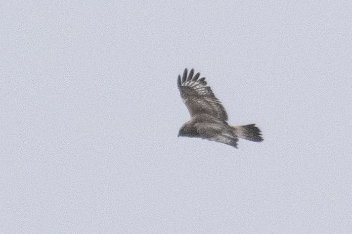 Rough-legged Hawk - ML646661065