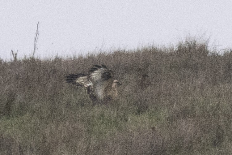 Rough-legged Hawk - ML646661066