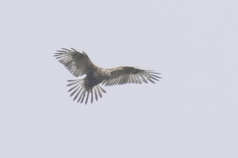 Rough-legged Hawk - ML646661067