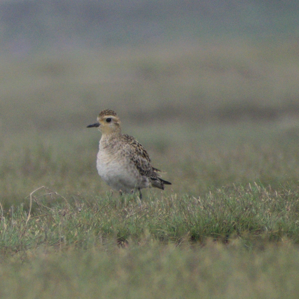 太平洋金斑鴴 - ML646661071