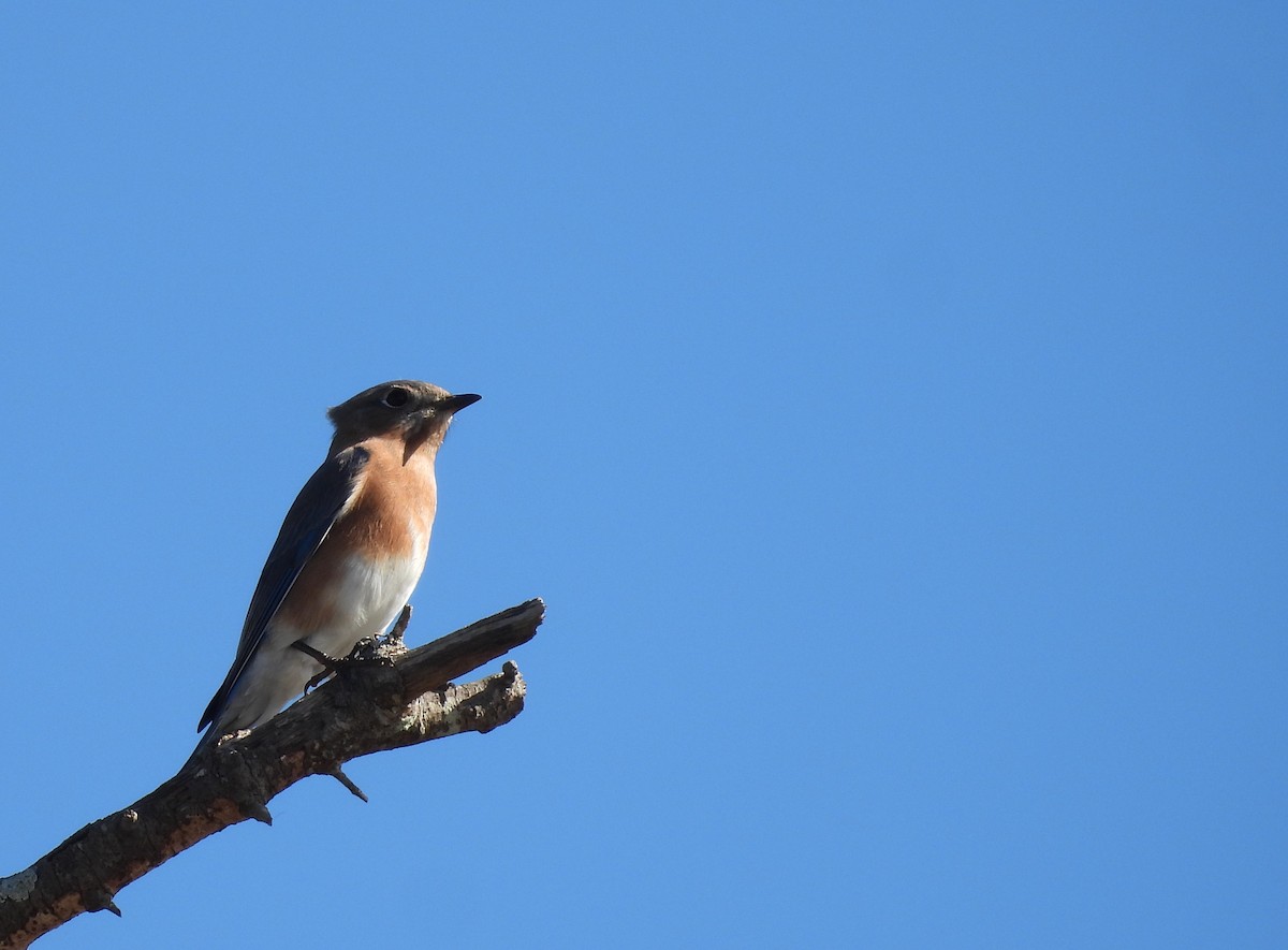 ルリツグミ - ML646661072