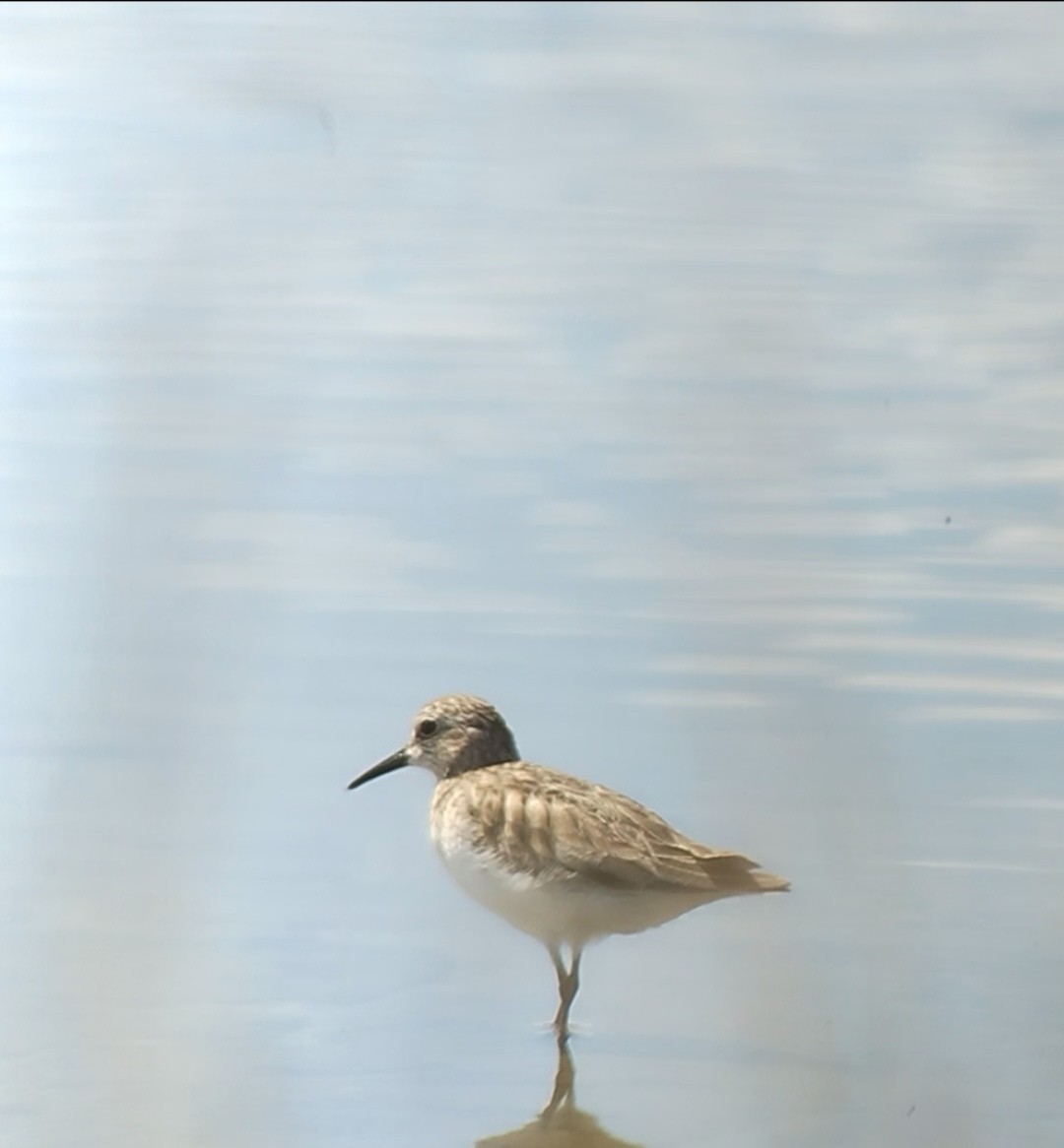 Semipalmated Sandpiper - ML646661075