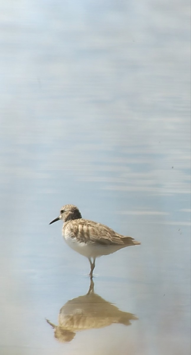Semipalmated Sandpiper - ML646661076
