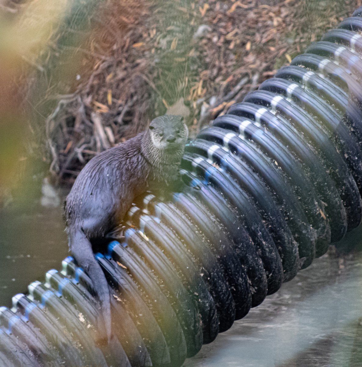 North American River Otter - ML646661078