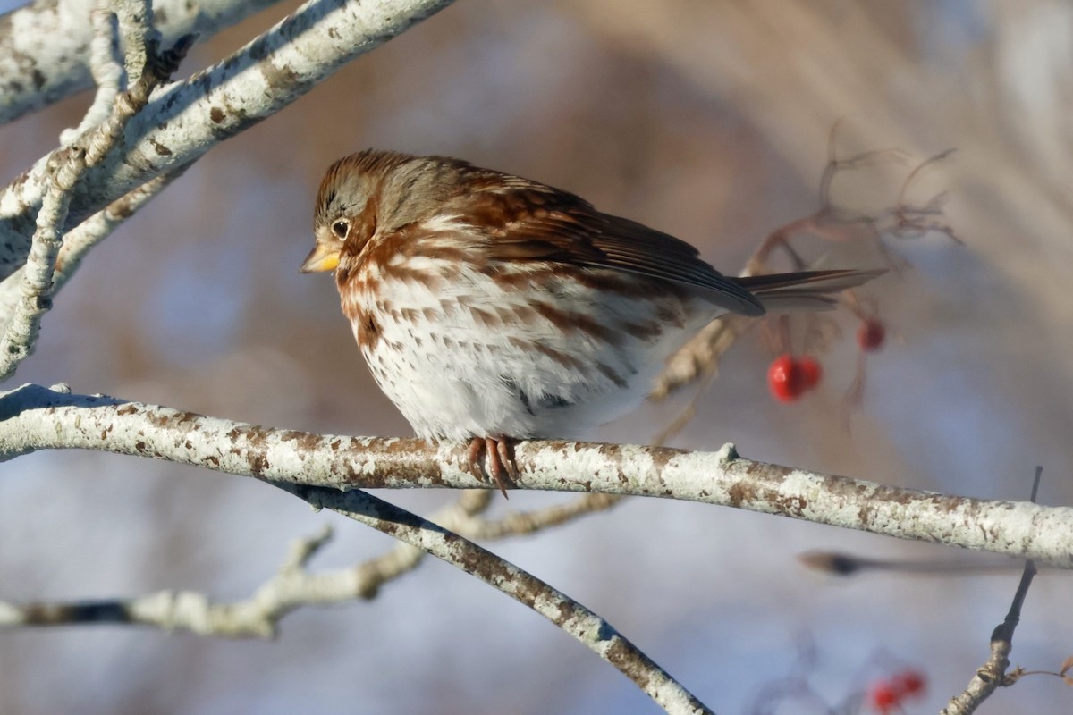 Fox Sparrow (Red) - ML646661079