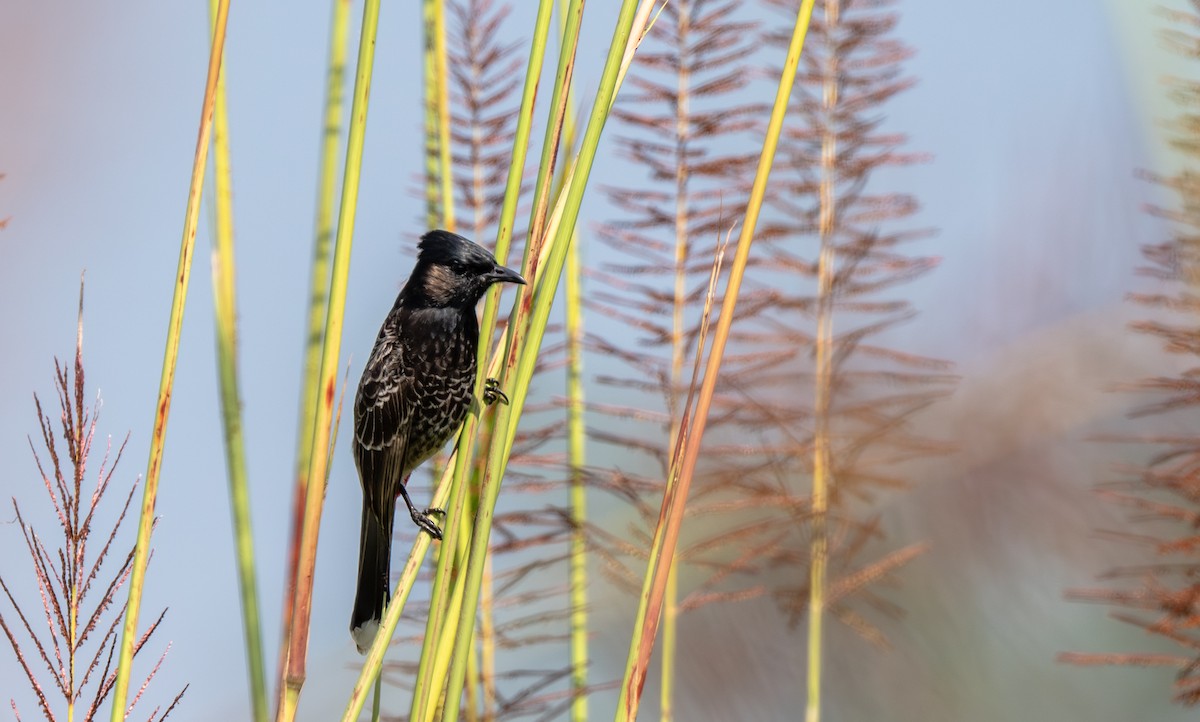 Bulbul à ventre rouge - ML646661081