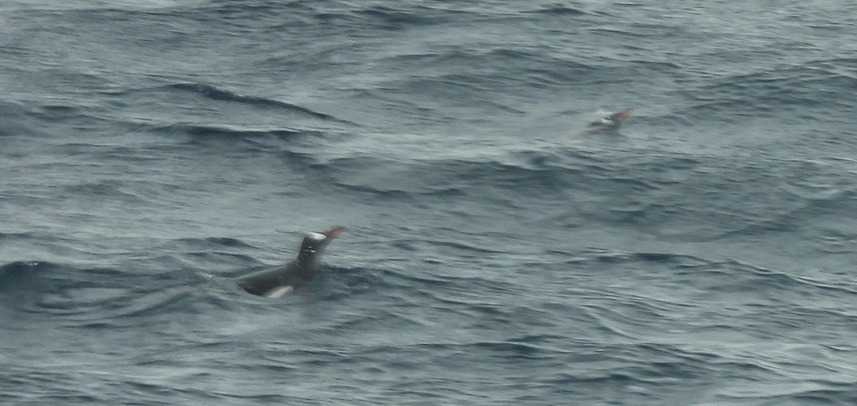 Gentoo Penguin - ML646661082