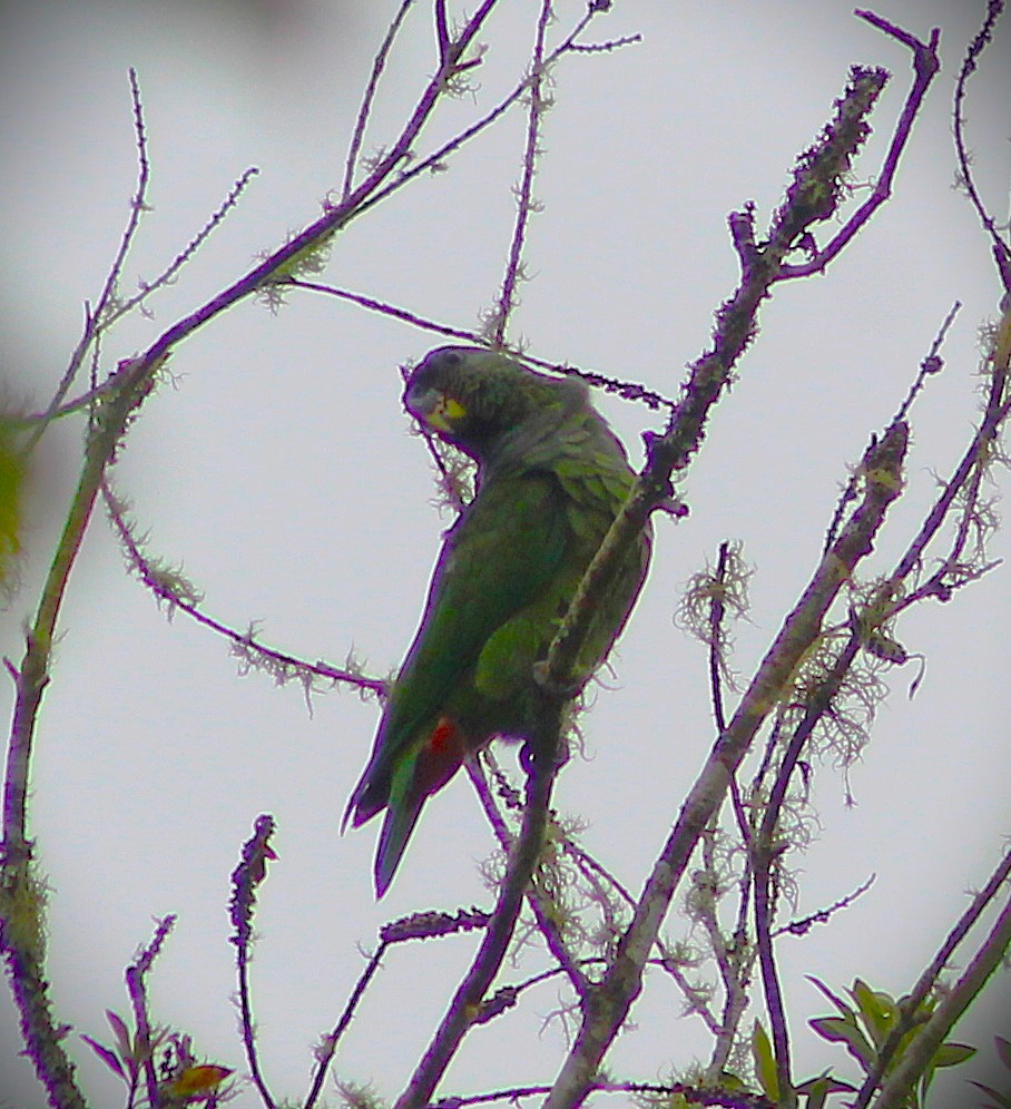 Scaly-headed Parrot - ML646661084