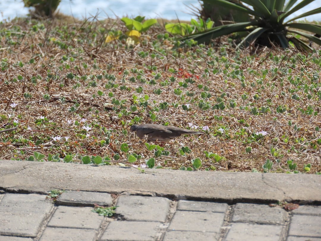 Picui Ground Dove - ML646661086