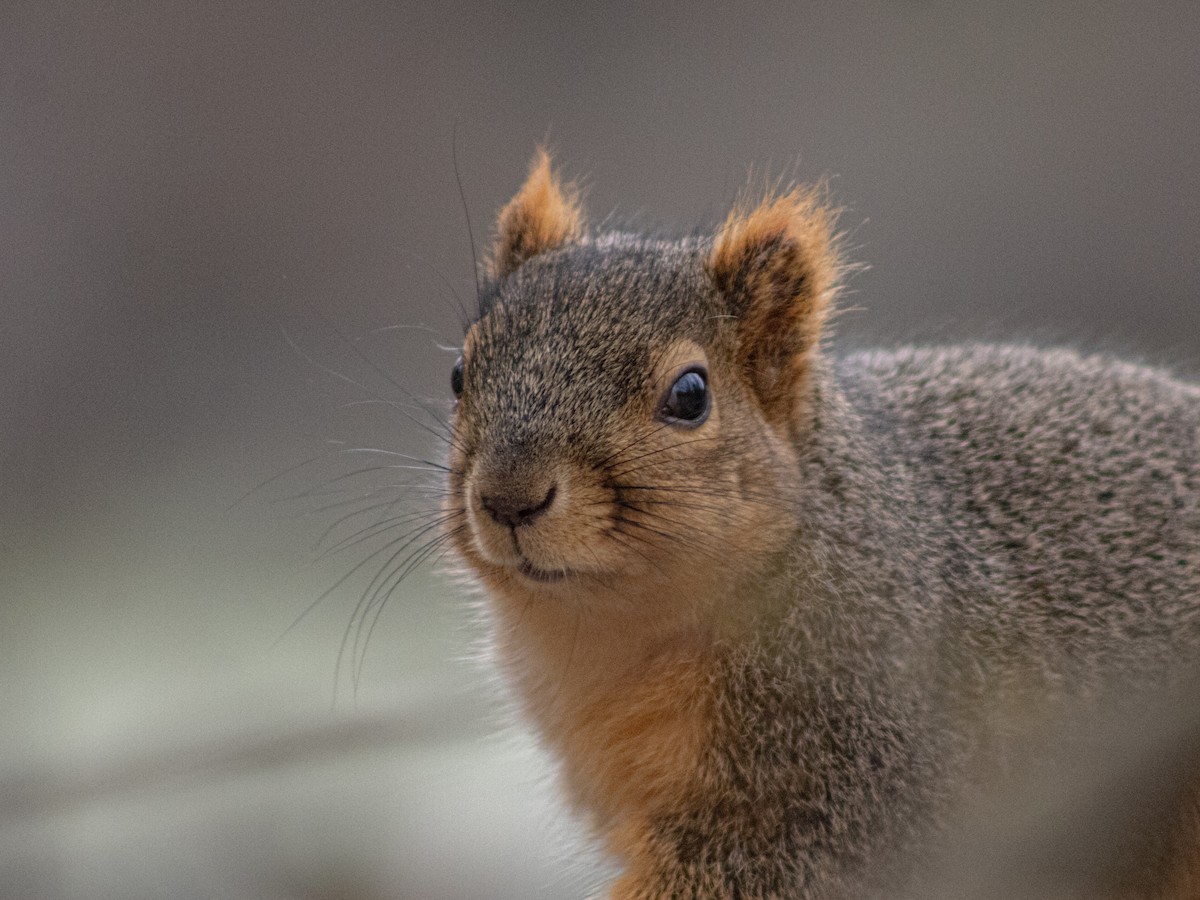 Western Fox Squirrel - ML646661088
