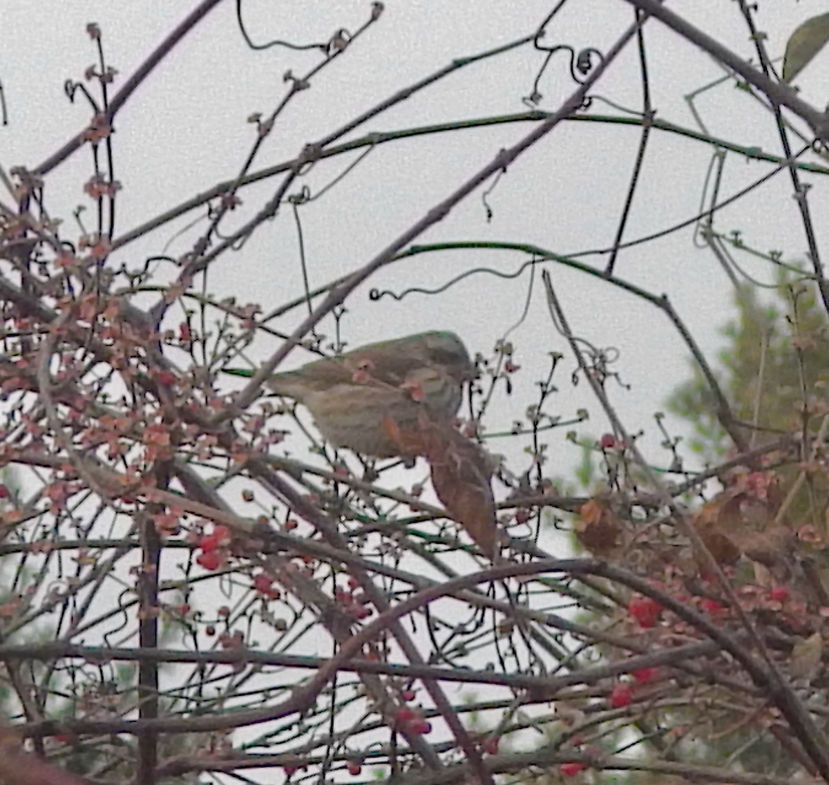 hýl nachový (ssp. purpureus) - ML646661093